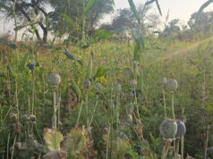 मक्का के खेत में छिपाकर उगाई जा रही थी अफीम, दुर्ग में BJP नेता पर कार्रवाई