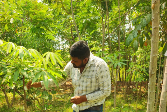 नगर निगम पर्यावरण एवं उद्यानिकी विभाग द्वारा लाभांडी संकल्प सोसायटी में वर्ष 2022-23 में बल्क प्लांटेशन पद्धति अंतर्गत सघन पौधरोपण कर रोपित पौधों की गणना कर टेंगिग करवाकर संख्या रिकार्ड करने का कार्य निरन्तर प्रगति पर