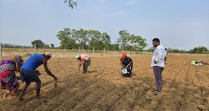 किसानों ने अपनाया लाभकारी फसलों का विकल्प